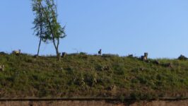 06-brutal-assault-2017-root-03